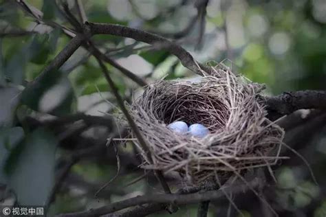 家裡窗戶有鳥巢|鳥害防治！如何防止鳥築巢？友善驅鳥、防鳥方法推薦。